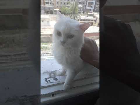 #cat #beautiful #meaw #kitten #cute #lovecats ##pets #love #romantic #fairouz