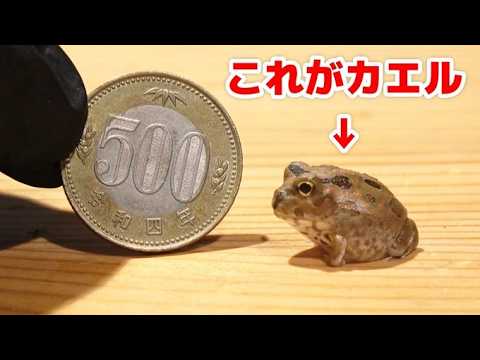 あのカエルの赤ちゃんがやって来たーー！！！