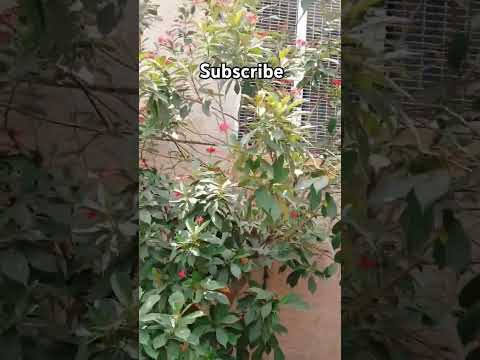 peer Ajmal Raza Qadri ✨✨💐