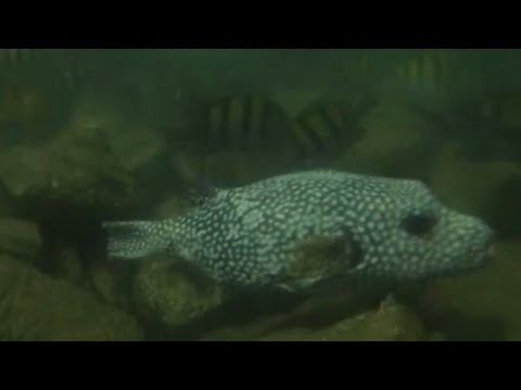 Underwater Fish at the Cabo San Lucas Marina: Panamic Sergeant Majors and Guineafowl Puffer 