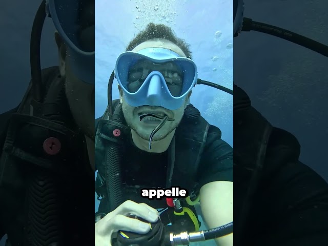 Ce poisson nettoie les dents des requins !