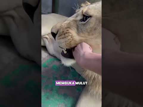 si kucing makan apa lagi ni guys? #shorts #youtubeshorts #kucingbesar