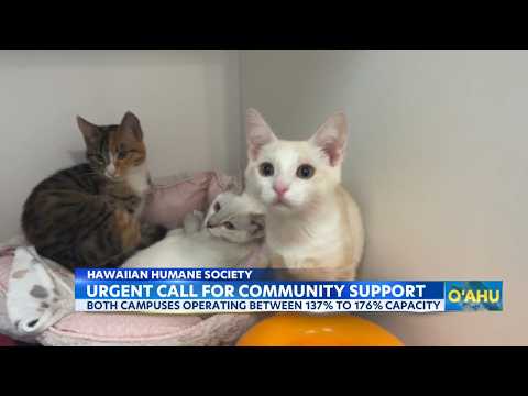 Oahu shelters overwhelmed: how you can help stray pets