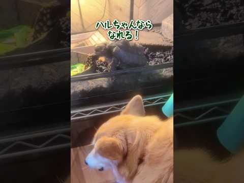 カメに小松菜分けてもらうコーギー #柴犬スティーブ #コーギー #保護リクガメ