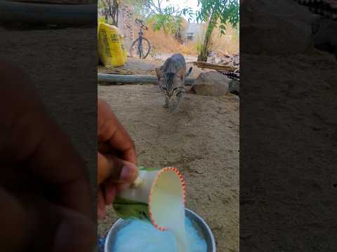 #cat #catvideos #catlife #catlovers #cats #catshorts #cute #catmemes #catvideos