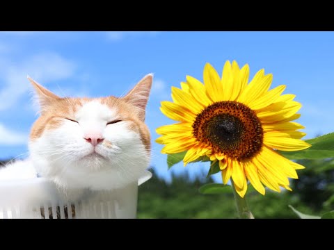 ひまわりと猫のせ動画で癒されよう サムネイル