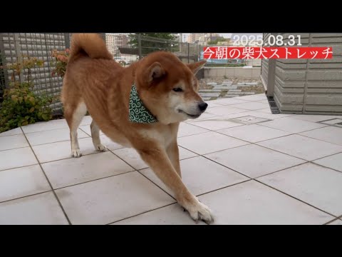 柴犬の散歩前に役立つストレッチ方法2025年8月31日 サムネイル