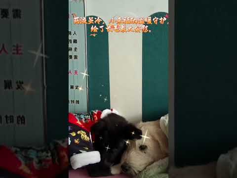 At this moment, Laifu's caring companionship is the best strength for the king Charles alpha dog.