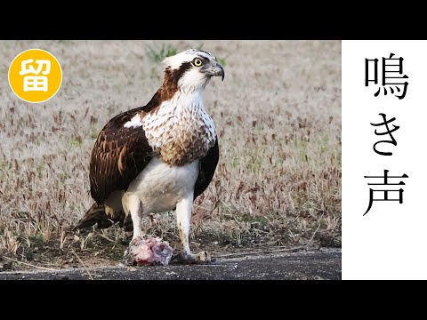 ミサゴの鳴き声（地鳴き・警戒声）