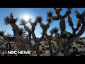 After fires destroyed millions of Joshua Trees, a new seed of hope