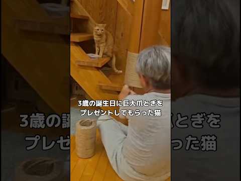 3歳誕生日の猫がパパからもらった巨大爪とぎの可愛らしい瞬間 サムネイル