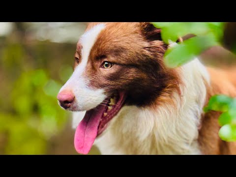 Import Dog KCI registration Procedure #pets #puppy #bordercollie #kennelclubofindia