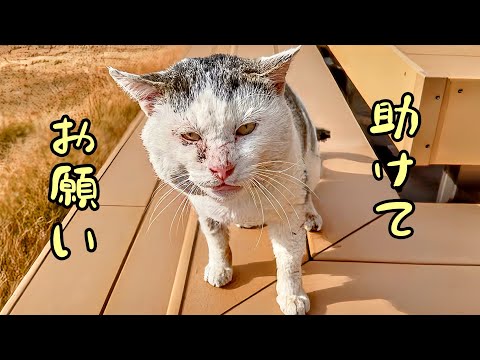 毎日来る野良猫が‥ボロボロの姿になって助けを求めてきた