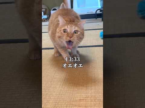 世界一可愛いと言われた猫がオエオエした1日　#cat #保護猫
