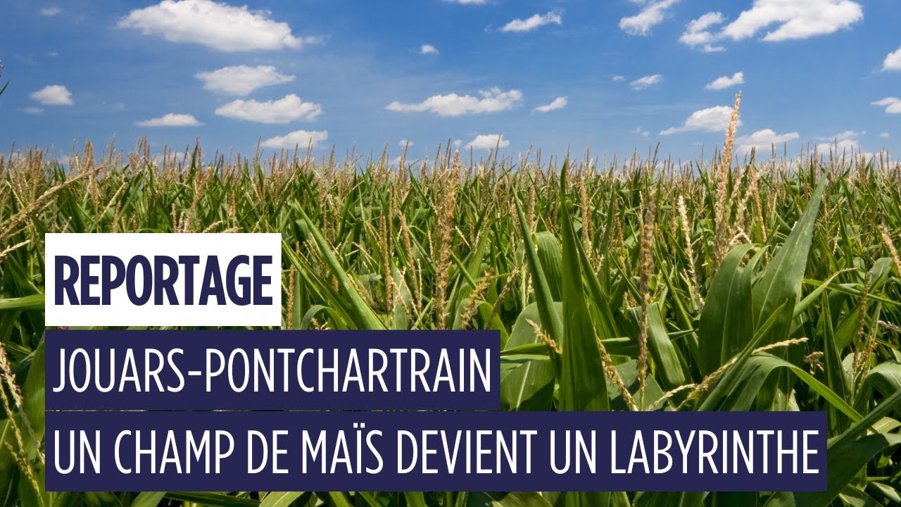 À Jouars-Pontchartrain, un champ de maïs devient terrain de jeu géant