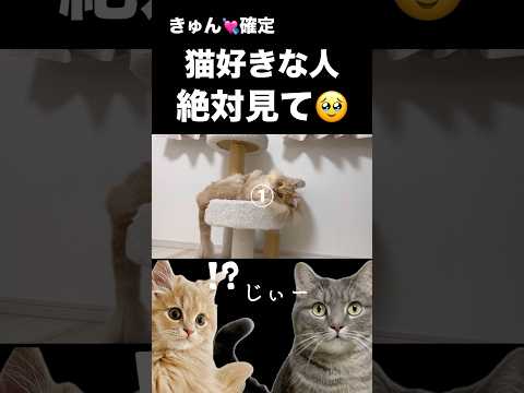 癒しの猫動画｜かわいい瞬間を楽しもう サムネイル