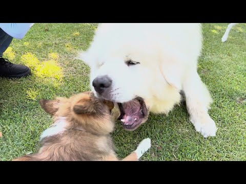 ドッグランで遊んでたらグレートピレニーズに愛犬が食べられました…