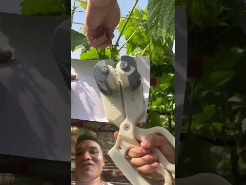 Tại Sao Nho Rất Đều Và Đẹp? #tools