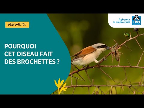 La Pie-grièche écorcheur, cet oiseau qui empale ses proies ! - #funfacts