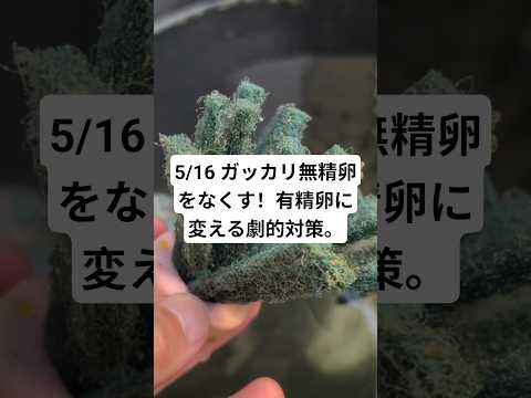 5/16 ガッカリ無精卵をなくす!有精卵に變える劇的對策。#メダカ #メダカ飼育 #自分流 #産卵 #無精卵 #shorts