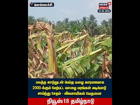 Banana Tree Damage | பலத்த காற்றுடன் மழை...அடியோடு சாய்ந்த வாழை மரங்கள் | N18S