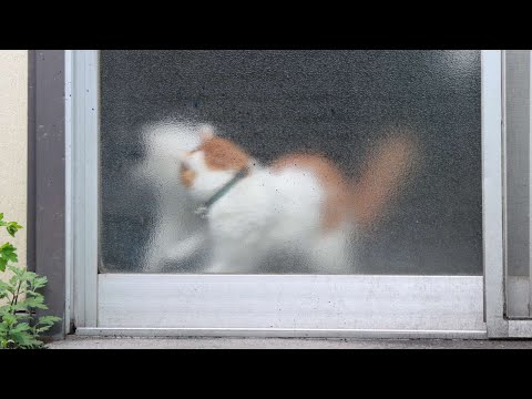 猫の動画サムネイル - ころころちろちょび　250625