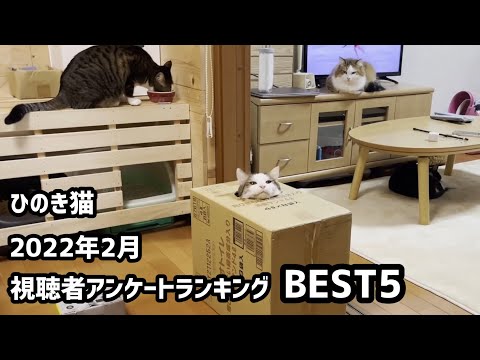 22年2月 ひのき猫動画 視聴者アンケートランキング Best5 まとめちゅーぶ