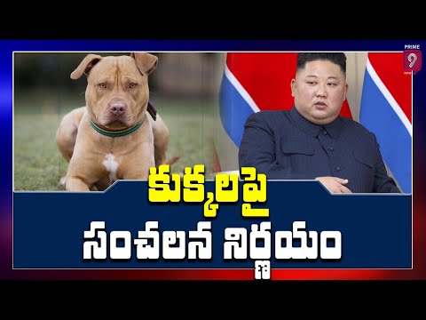 North Korea leader Kim Jong Un orders citizens to handover pet dogs North Korea leader Kim Jong Un orders citizens to handover pet dogs