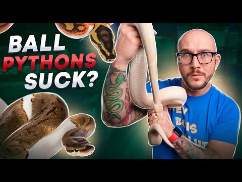 DO NOT Get A Pet Ball Python Until You Watch This! Ball Pythons are the best pet reptiles right? Well, just because Royal Pythons are the most popular 