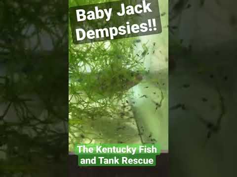 Baby Jack Dempsey 