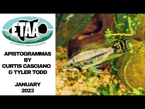 General Care Instructions Apistogramma - January # The first meeting of the ETAA in 2023. The speakers are Curtis Casciano and Tyler Todd. The topic wi