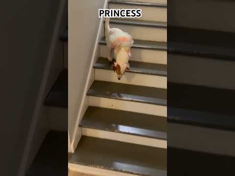 Dog #dog #pets #family #mascot #jackrussellterrier #mascotas