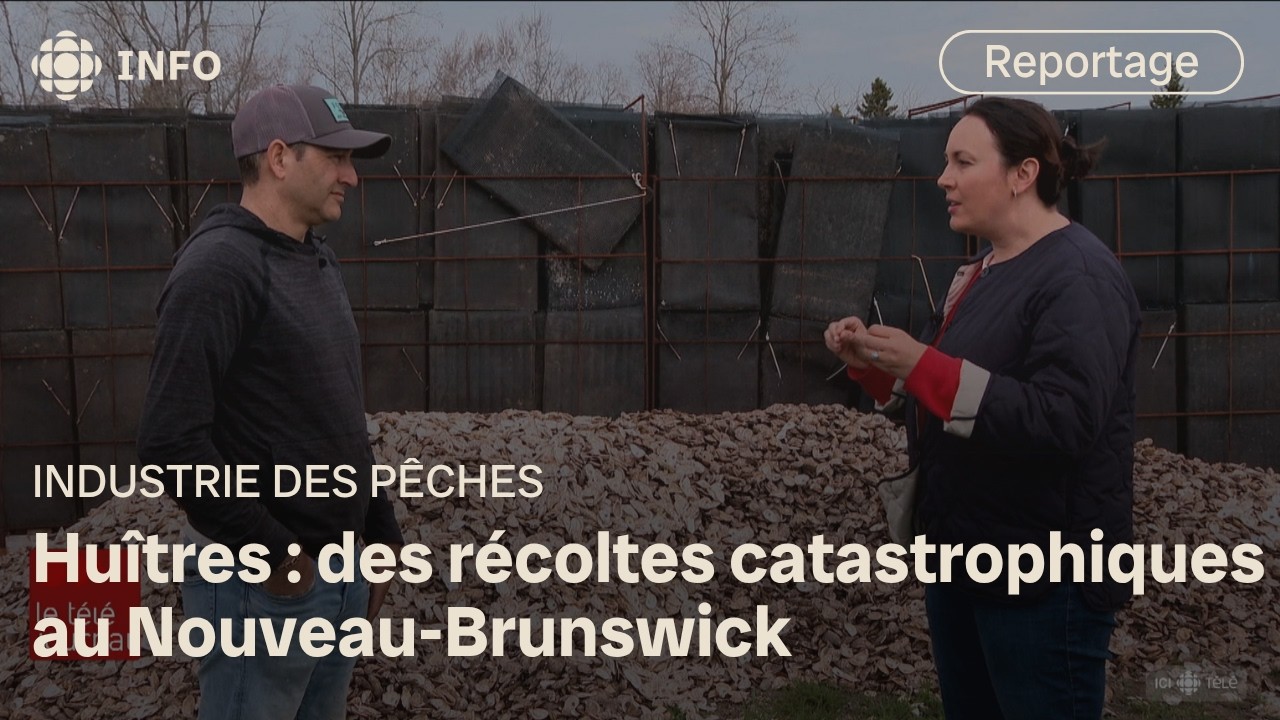 Huîtres : des récoltes catastrophiques au Nouveau-Brunswick