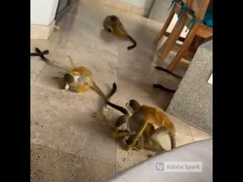 Property video