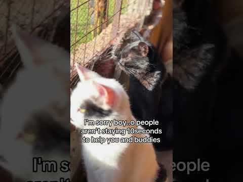 #love#cats#rescue#food#helpme#usa