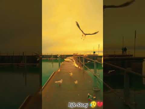 ||✨ Humnava mere ✨||#love ❣️ #jubinnautiyal ❤️#hamnavamere #song #status #video .