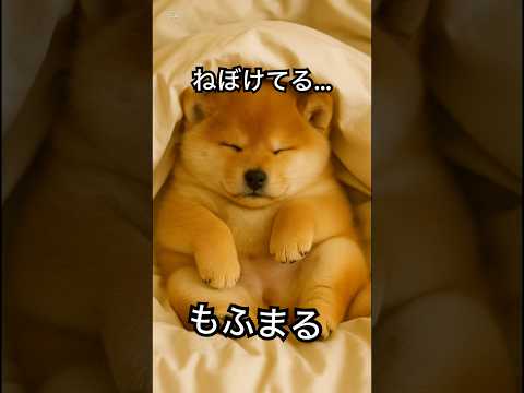 ねぼけてます…🐶💤ぽっちゃり柴犬もふまるの日常🐶❤️ #柴犬 #癒し #癒し動画 #かわいい #おもしろ #犬