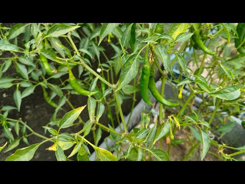 MARJIA VLOG is live!