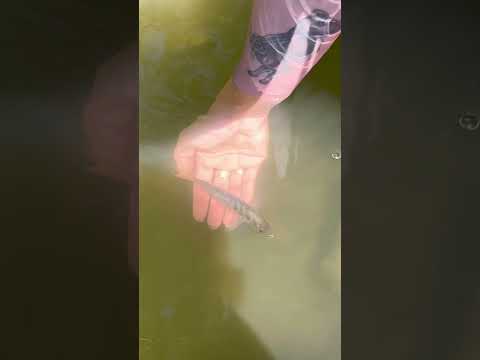 We made an unusual friend 🐠#fisharefriends #fish #nature #friendship #wildlife #california