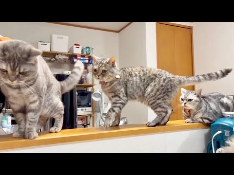 猫の動画サムネイル - 何も起こらない平和なごはんタイム。