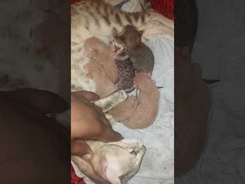 catfunnyvideo 😂 small cats video 😍#smallcat #catfun #funnycats