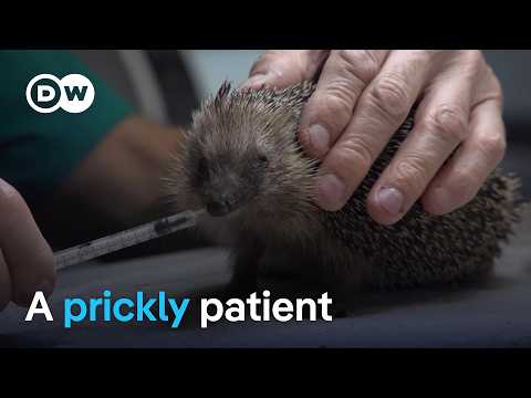 One man's mission to save Europe's hedgehogs | Focus on Europe