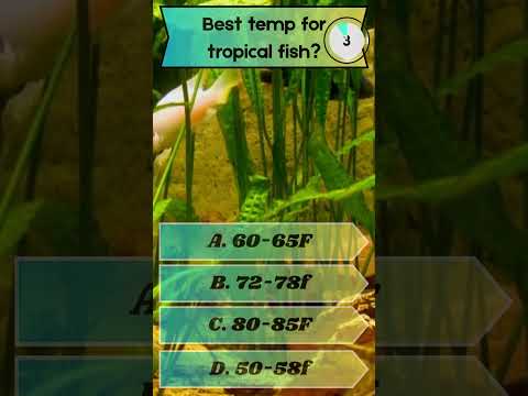 Most People Get This Fish Question Wrong 🐡 Channel Sponsor Buceplant - http_//tinyurl.com/3fu6xckd They have an amazing selection of plant