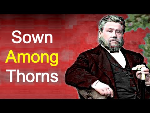 Sown Among Thorns - Charles Spurgeon Sermon