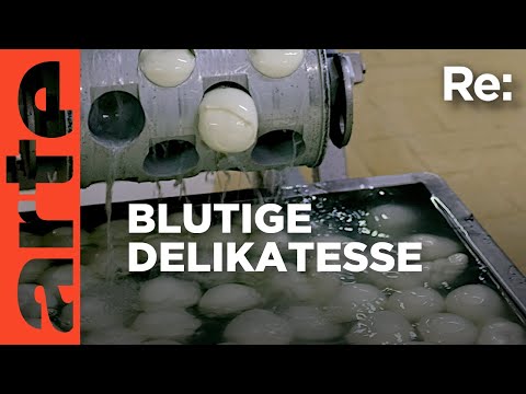 Büffelmozzarella aus Italien, die dunkle Seite der Delikatesse  | ARTE Re: