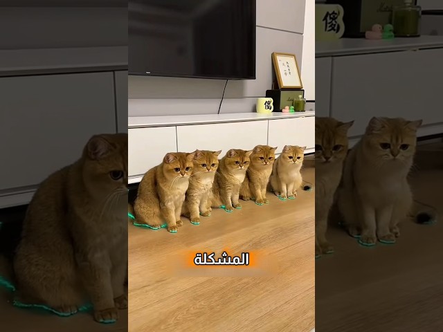 أحذية مضيئة للقطط! 🥶 (Kittymilk4605/YT)