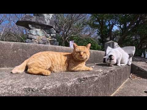 【今週の感動猫動画 2026/3/1w】今週撮った未公開猫動画まとめて公開-unreleased video of this week