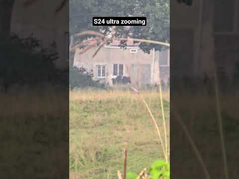 20x zooming cow for race #share #shorts #trending #viral