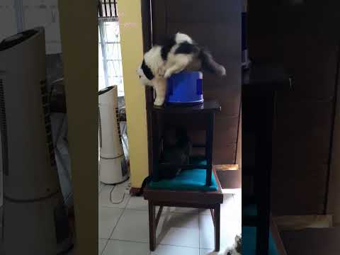 Lilo bisa nggak ? 🤭 #shorts #cat #funnycats #kucing #kucinglucu  #kucinghitamputih