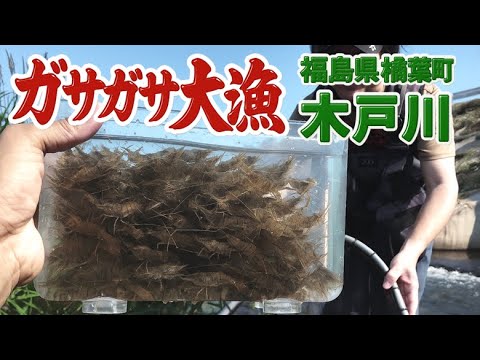 福島県楢葉町の木戸川でガサガサをしたらエビが豊漁すぎて楽しすぎました！